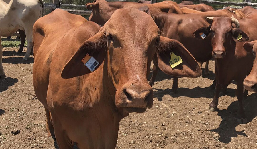 mOOvement GPS Cattle Tags, Track & Trace animals with your phone