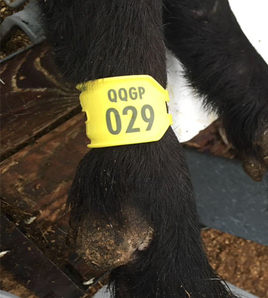 Agri-ID (Datamars) EID Goat Leg Band - 4Tags.co.nz